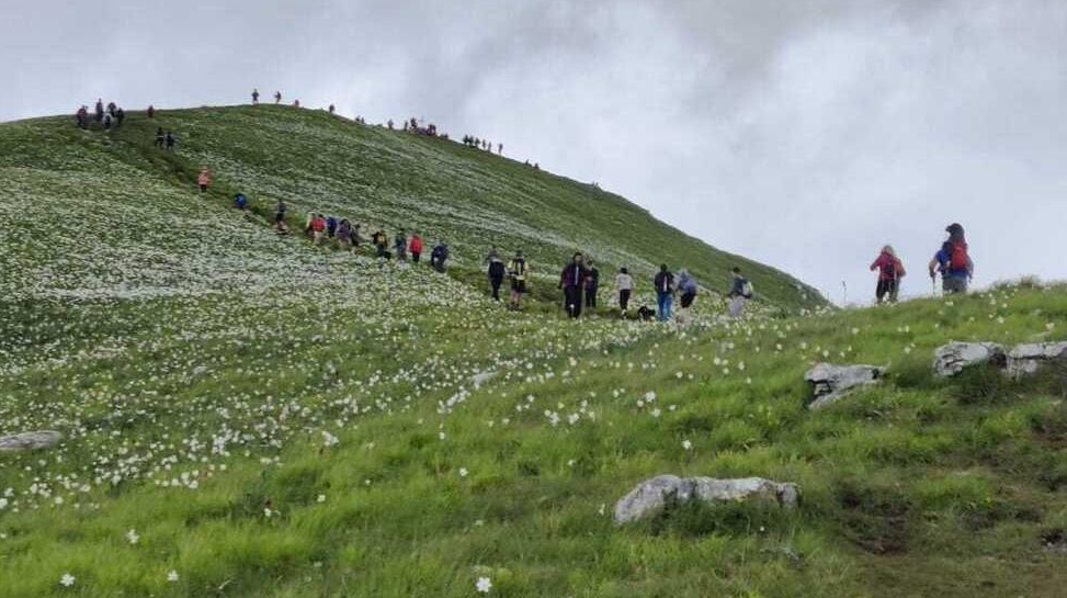 The Mountain of Tears: Tuscany’s Hidden Sea of Daffodils