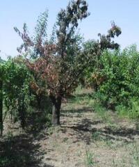 RifITI 013-AA21356 - Terreno Agricolo in Vendita a Giugliano in Campania - Casacelle di 1100 mq