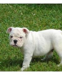 12 weeks old male and female full bread English Bulldog puppies ready to go homes now