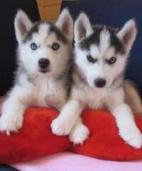 Cuccioli di Siberian Husky per casa libera.