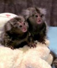 Affascinanti scimmie marmoset disponibili per l'adozione