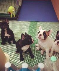 Cuccioli Bulldog francese per adozione