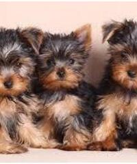Cuccioli di Yorkshire Terrier Mini Toy in vendita,