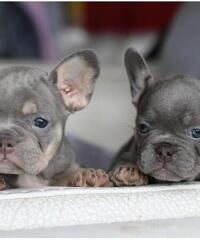 Bellissimi cuccioli di bulldog francese in vendita.